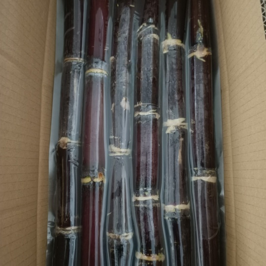 Red sugarcane (purple sugarcane) from Viet Nam