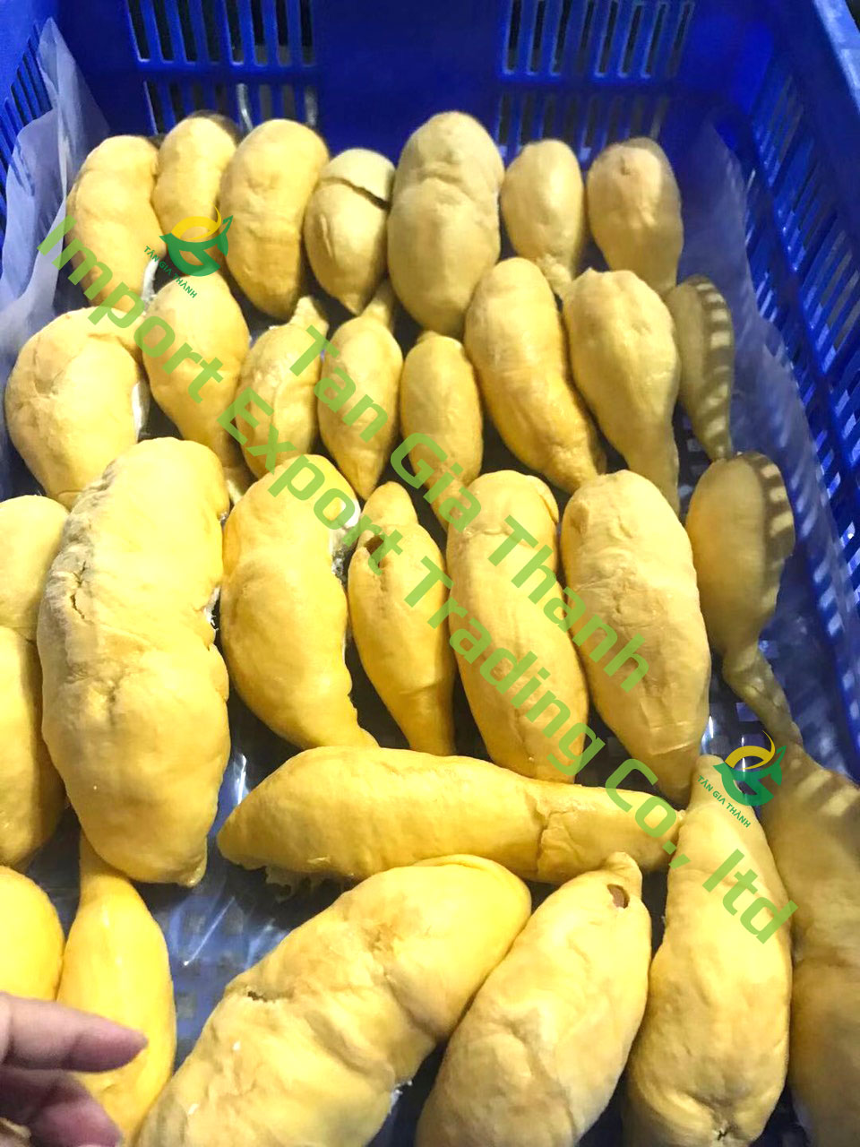 Frozen durian flesh Frozen durian flesh