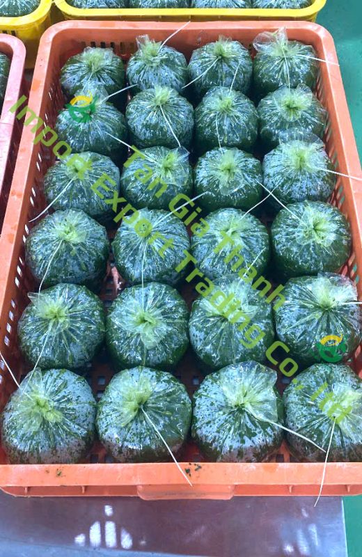 Tan Gia Thanh Exim Trading Co., Ltd