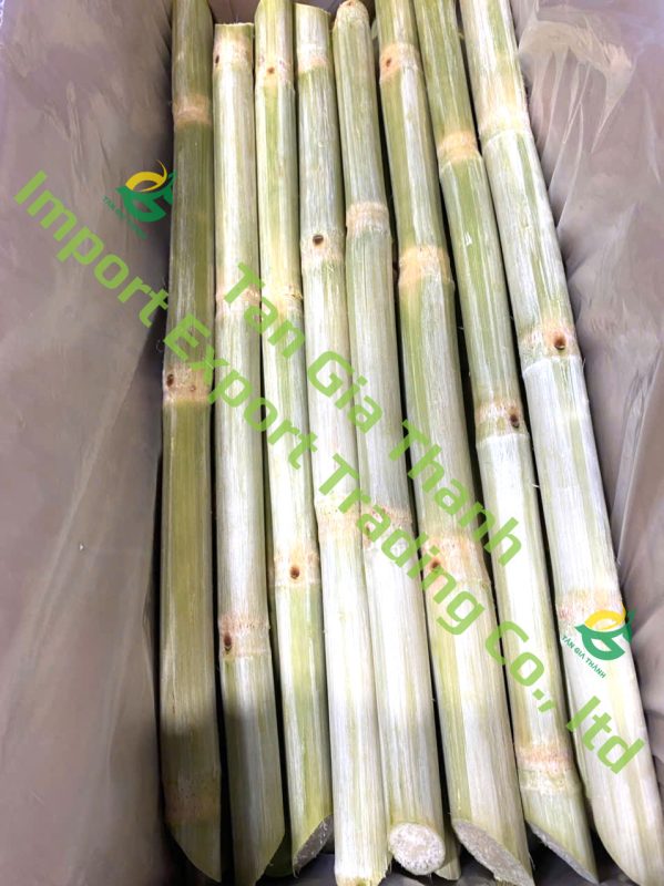 Tan Gia Thanh Exim Trading Co., Ltd