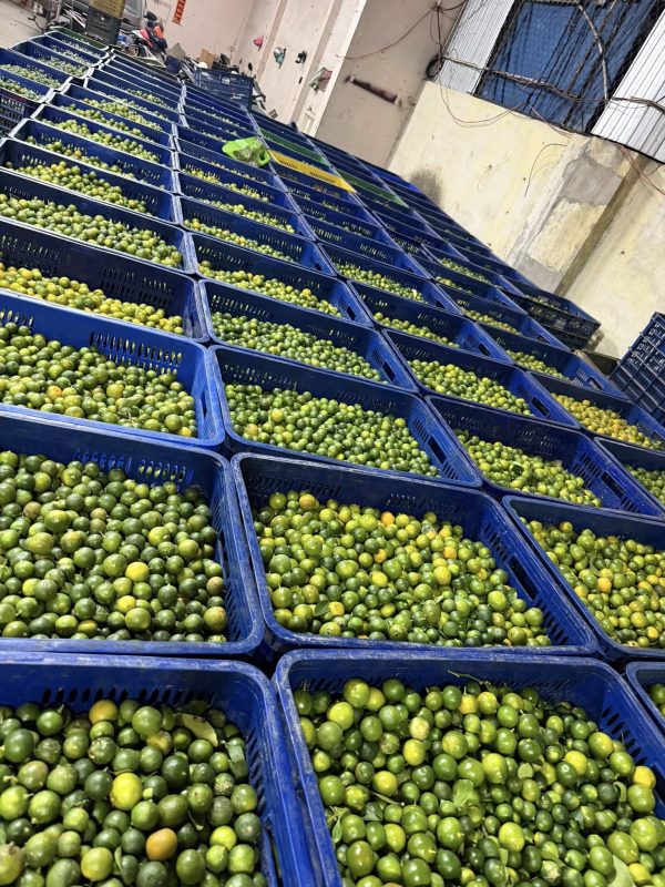 Tan Gia Thanh Exim Trading Co., Ltd