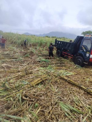 Canes are grown and harvested with the large quantity in Vietnam
