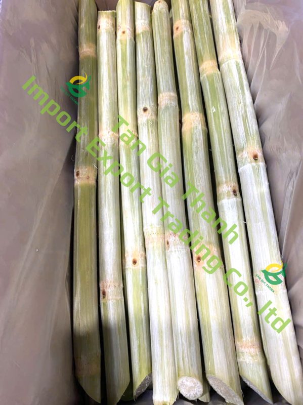 Tan Gia Thanh Exim Trading Co., Ltd